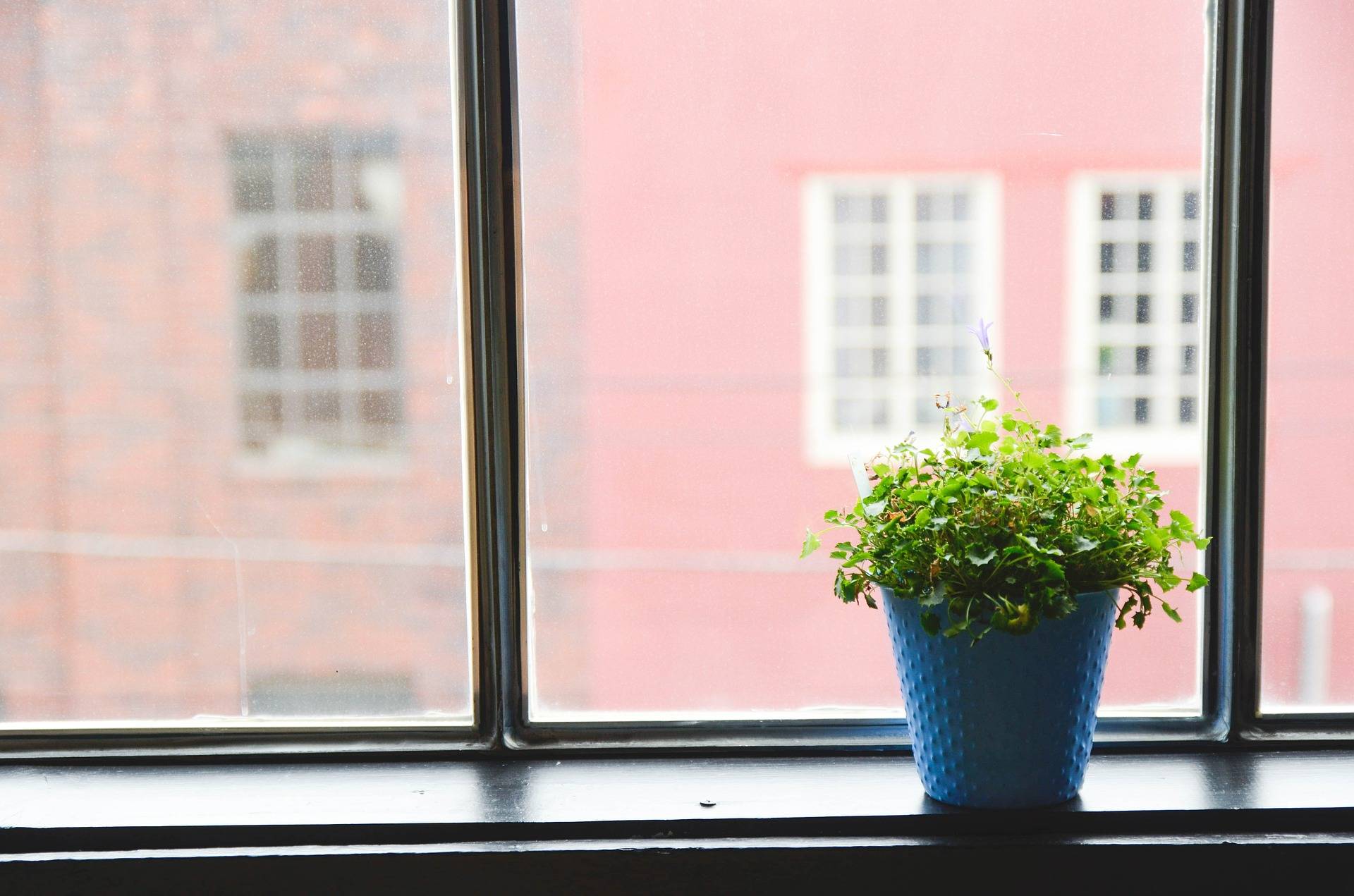 house plant on windowsill